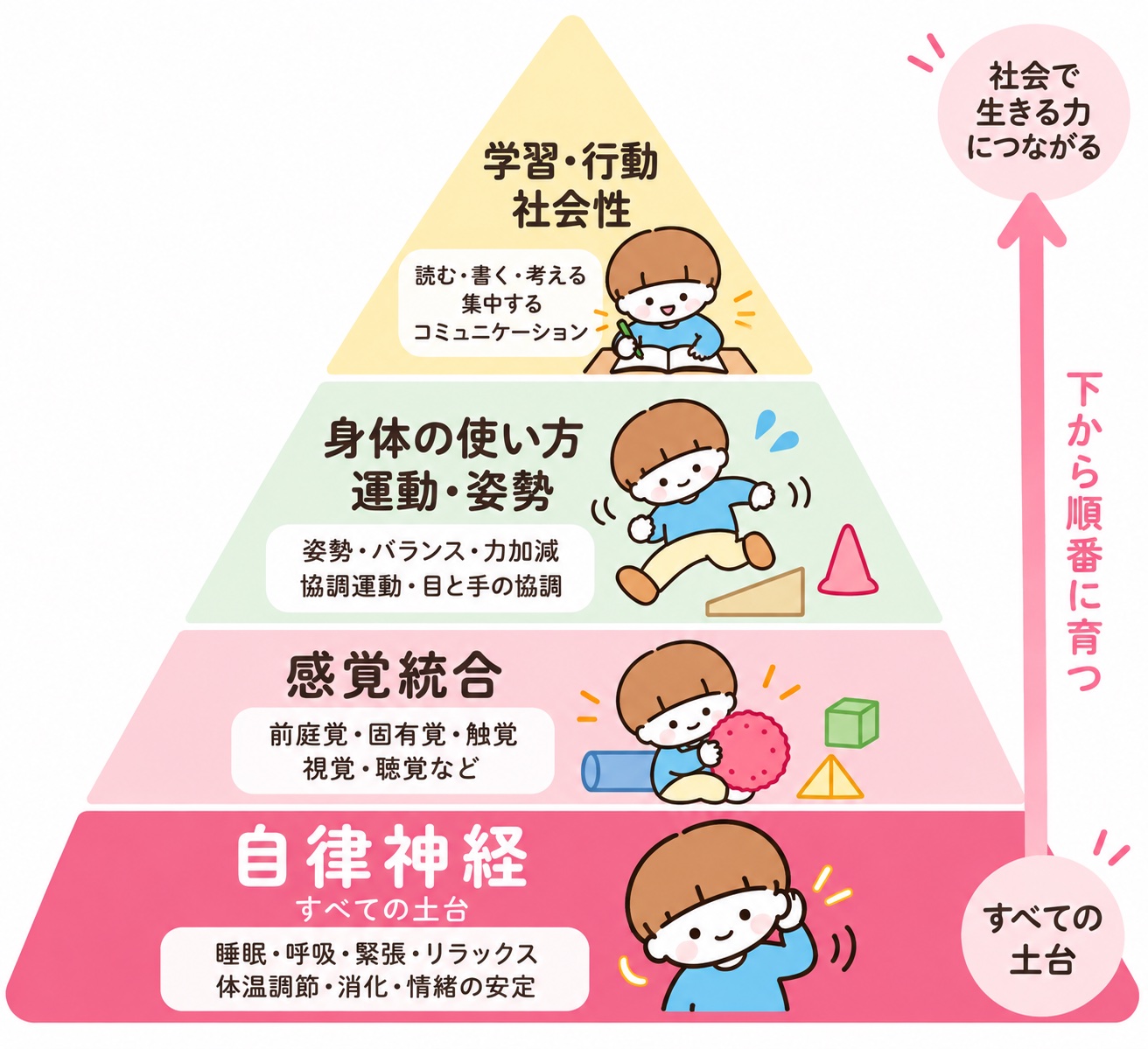 発達の土台ピラミッド。下から、自律神経(すべての土台:睡眠・呼吸・緊張・リラックス・体温調節・消化・情緒の安定)、感覚統合(前庭覚・固有覚・触覚・視覚・聴覚など)、身体の使い方・運動・姿勢(姿勢・バランス・力加減・協調運動・目と手の協調)、学習・行動・社会性(読む・書く・考える・集中する・コミュニケーション)。下から順番に育ち、社会で生きる力につながる